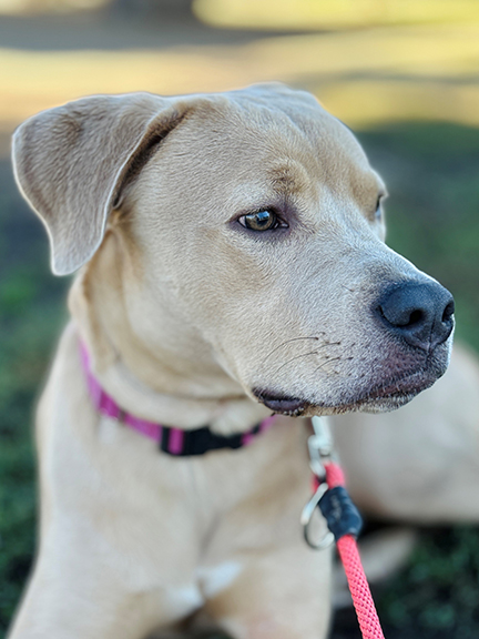 ADOPT A PET: Dante | Rogue Valley Times