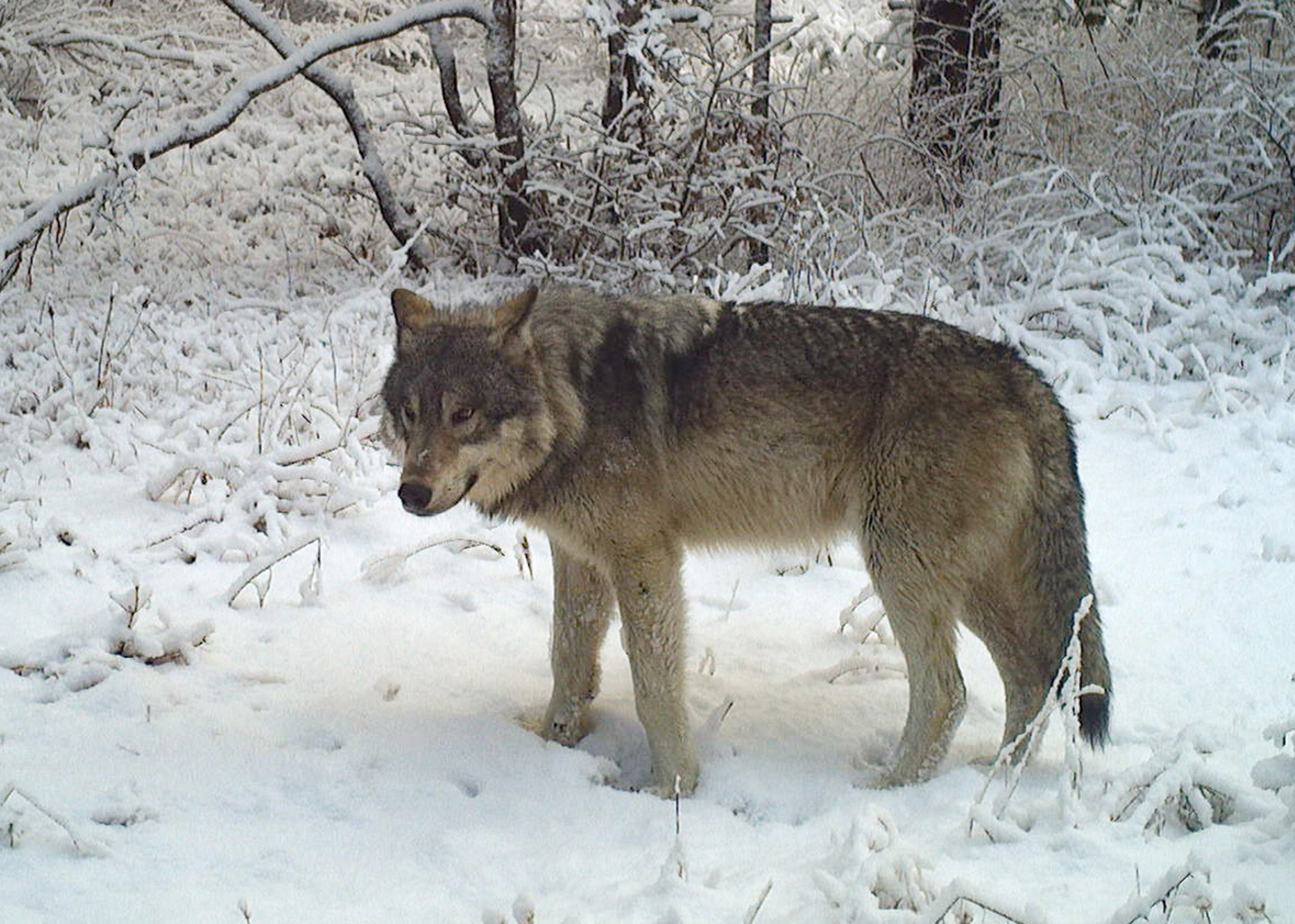 Wolves have killed calves in 5 Eastern Oregon counties over past several weeks