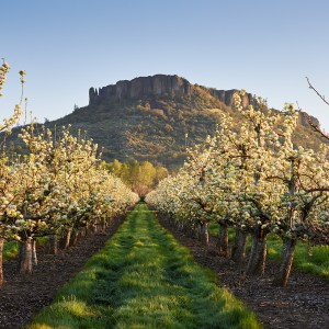 A photo of a pear orchard with Table Rock in the background in soft golden light.