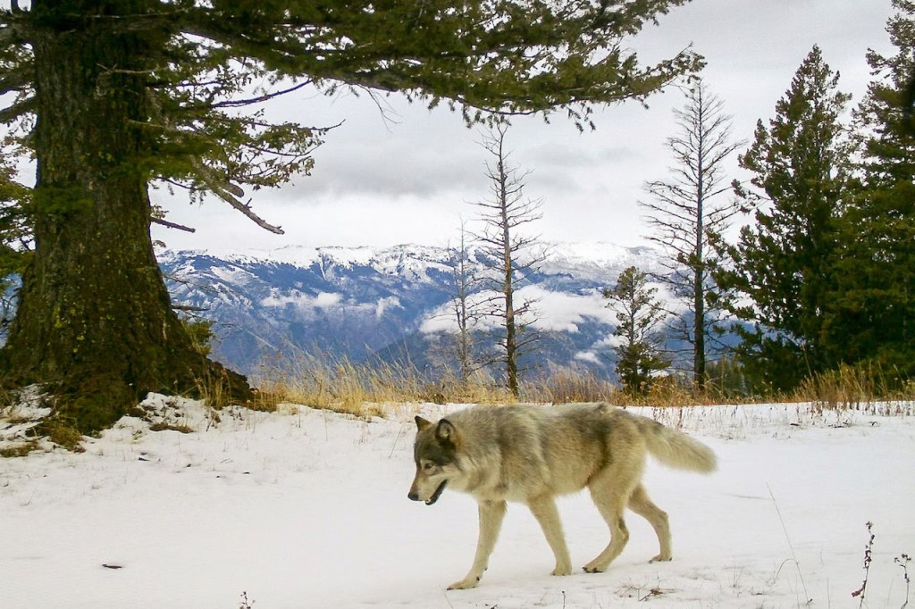 Feds will pay to find out who shot Southern Oregon wolf