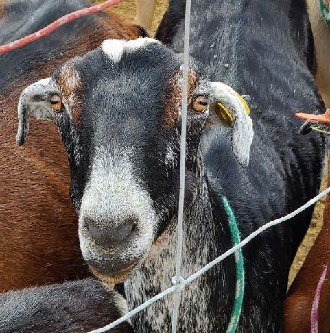 More than 200 goats seized from Eastern Oregon dairy; 3 euthanized